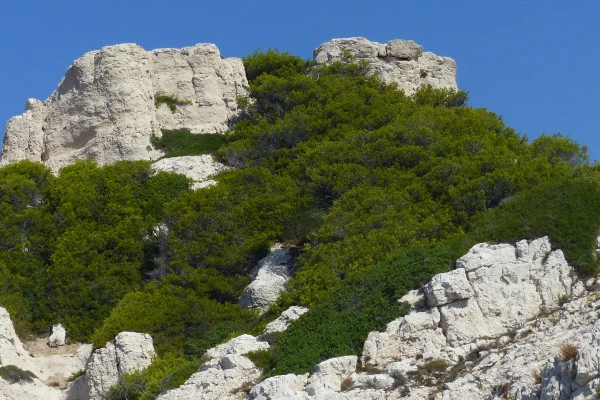 Circuit écologique 2h : la biodiversité des îles de Marseille - Bonjour Fun