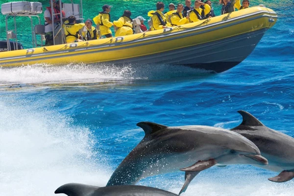 4. Excursion en bateau pour observer les dauphins - Bonjour Fun