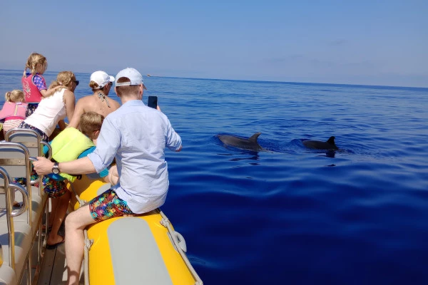 4. Excursion en bateau pour observer les dauphins - Bonjour Fun