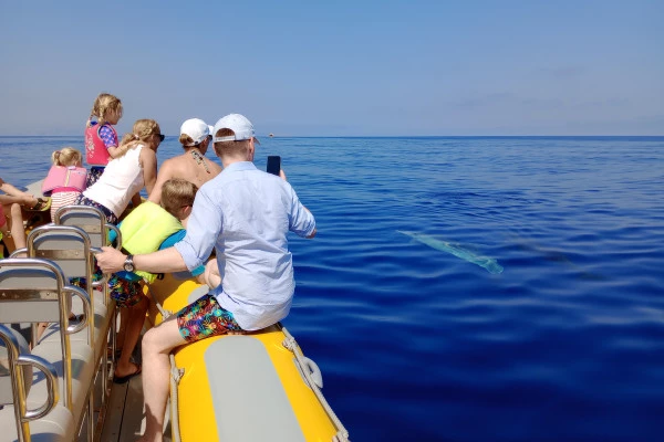 4. Excursion en bateau pour observer les dauphins - Bonjour Fun