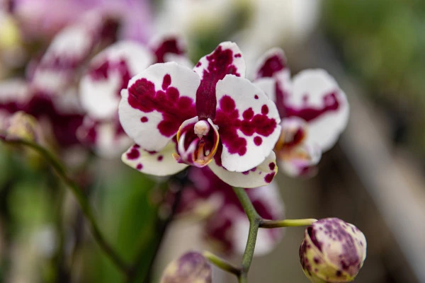 A la découverte du monde magique des orchidées - Bonjour Fun