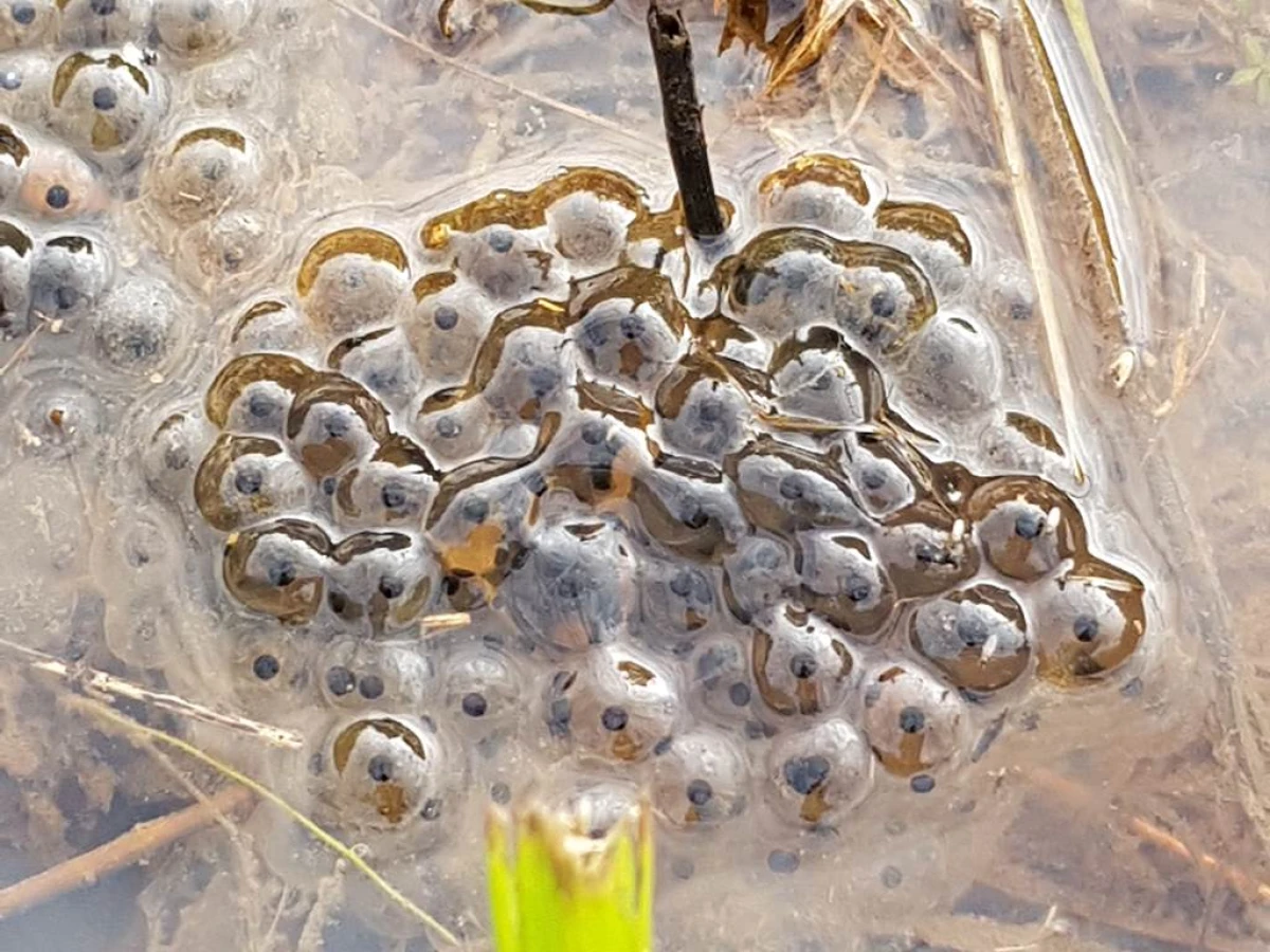 Atelier « Bulles, têtards et libellules : découverte des invertébrés d’eau douce » - Bonjour Fun