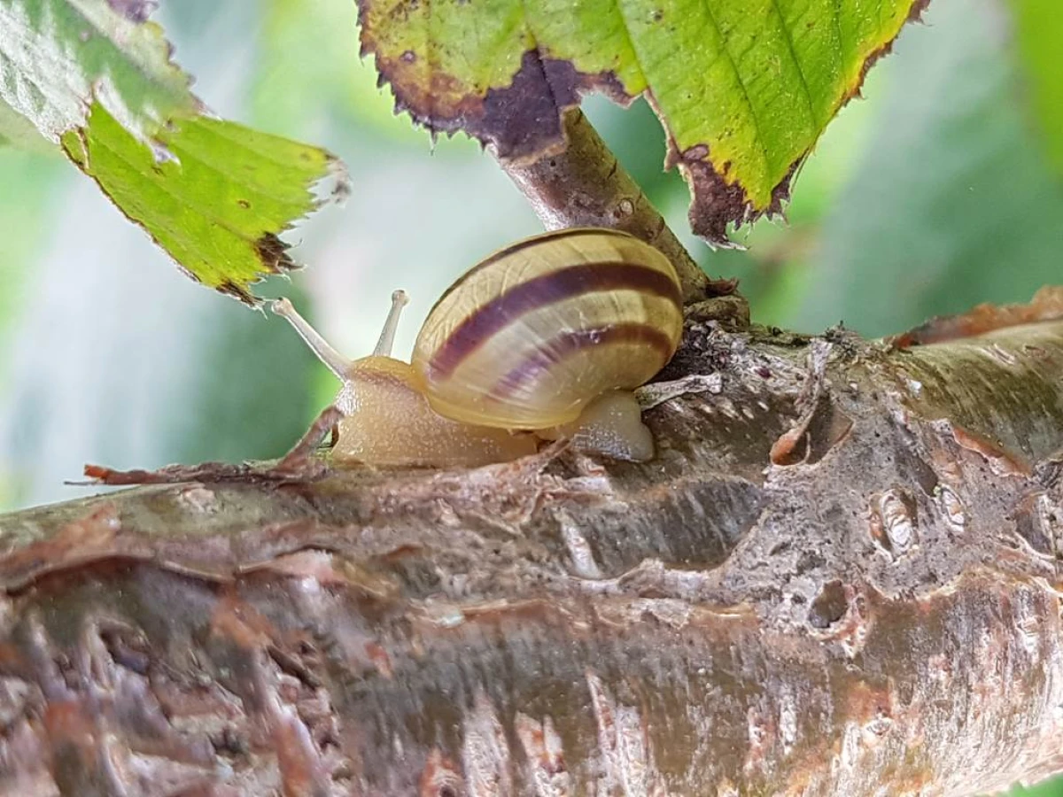 Atelier « Coquilles et tentacules : découverte des escargots et limaces » - Bonjour Fun