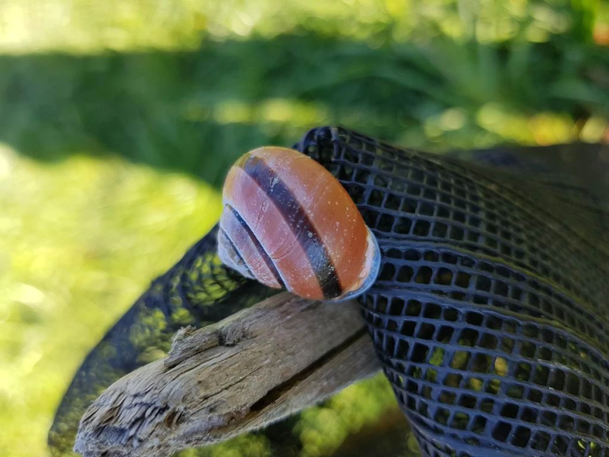 Atelier « Coquilles et tentacules : découverte des escargots et limaces » - Bonjour Fun