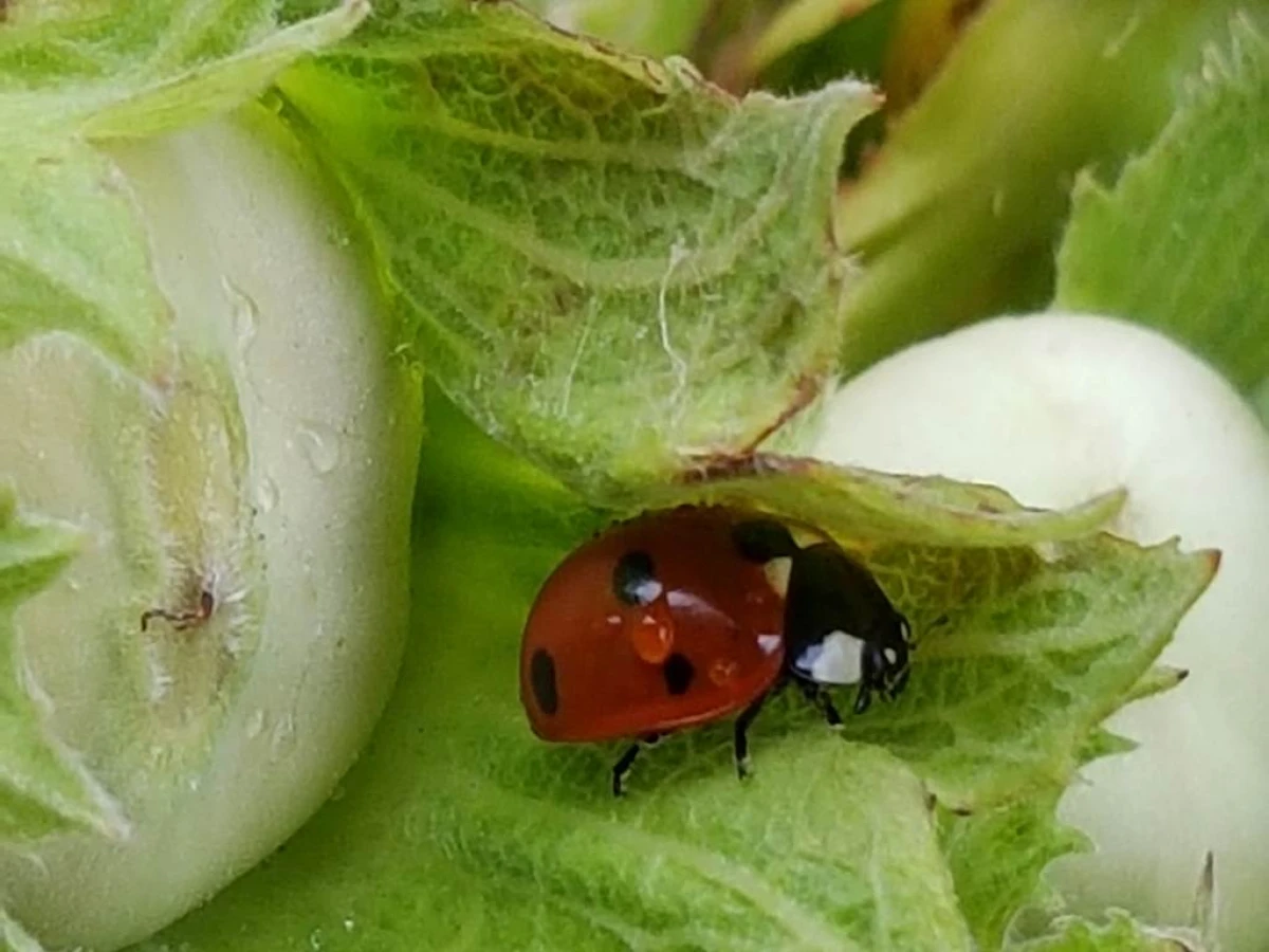 Atelier « Les richesses naturelles du site : à la découverte de la faune et de la flore » - Bonjour Fun