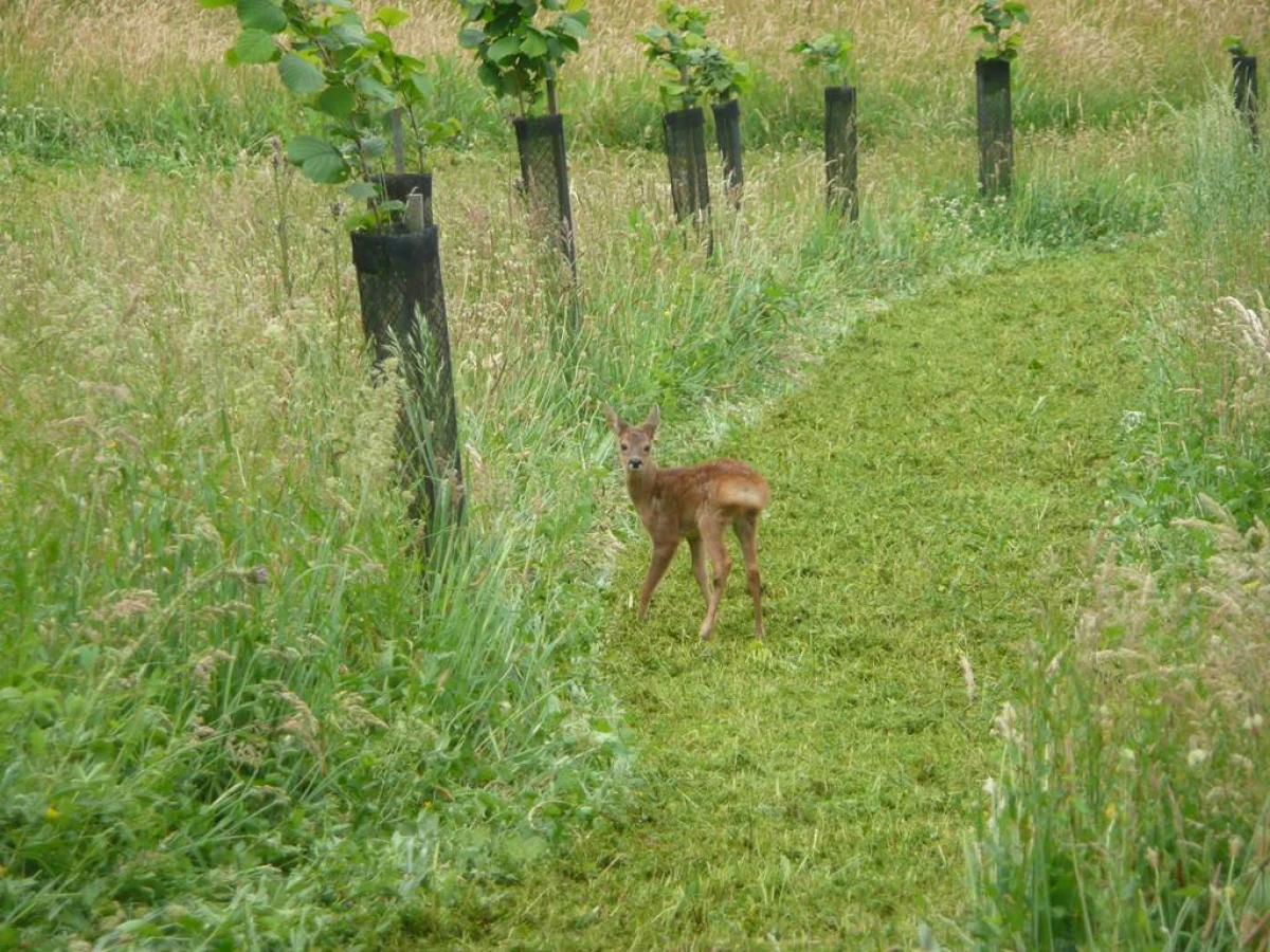 Atelier « Les richesses naturelles du site : à la découverte de la faune et de la flore » - Bonjour Fun