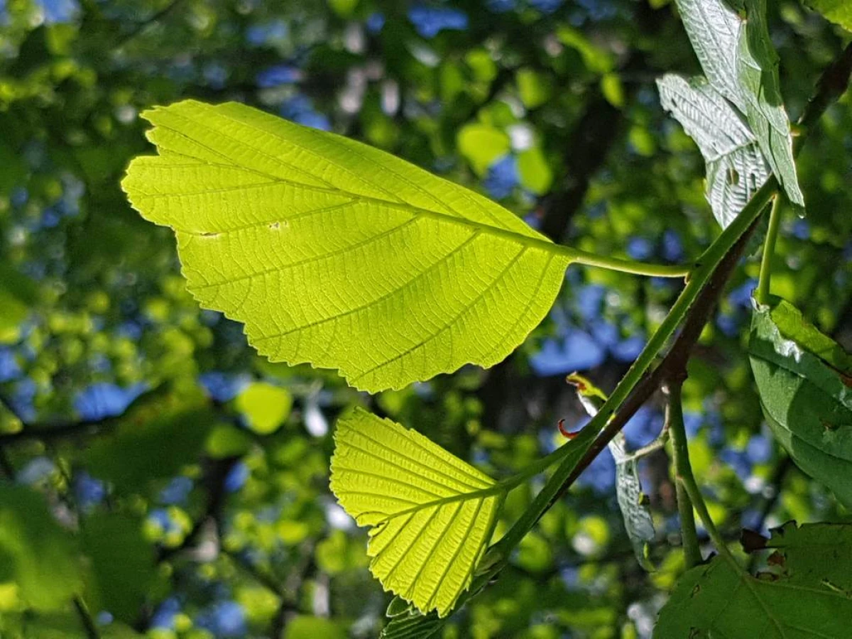 Atelier « Quel est donc cet arbre ? » - Bonjour Fun