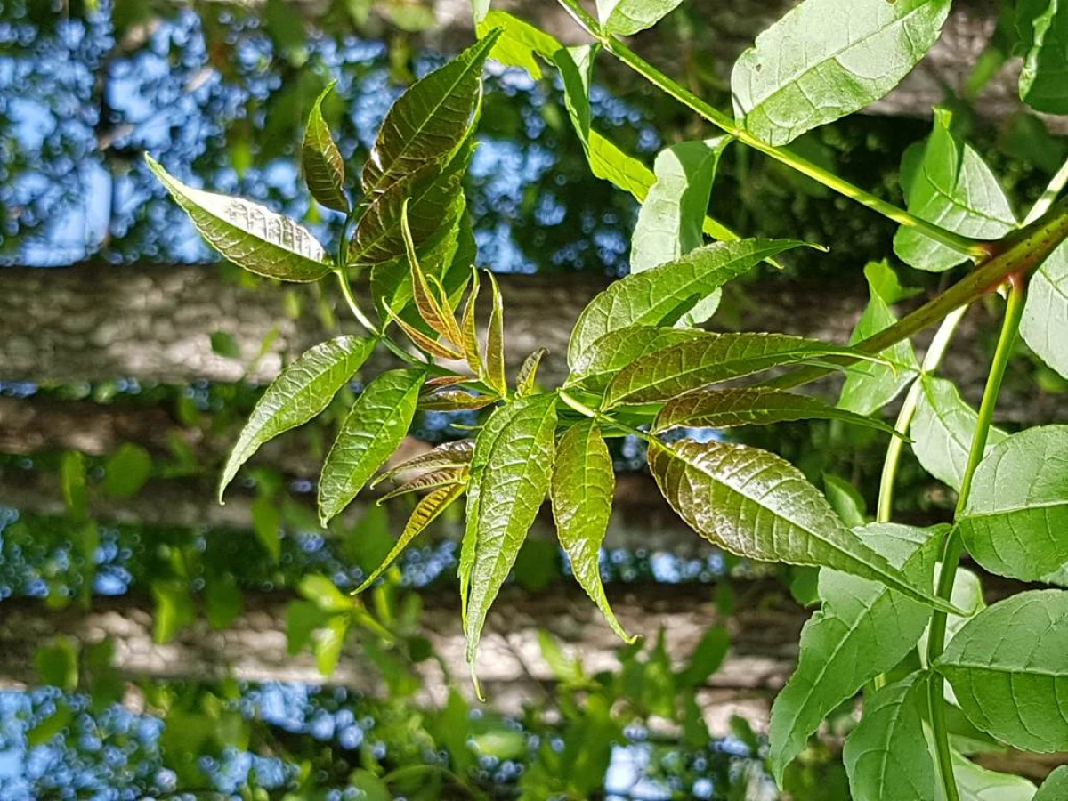 Atelier « Quel est donc cet arbre ? » - Bonjour Fun