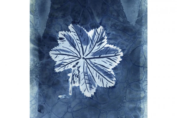 Atelier artistique - Impression au Cyanotype - Bonjour Fun