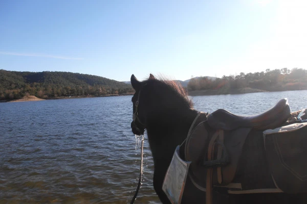 Balade à cheval - Lac de Saint-Cassien - Bonjour Fun