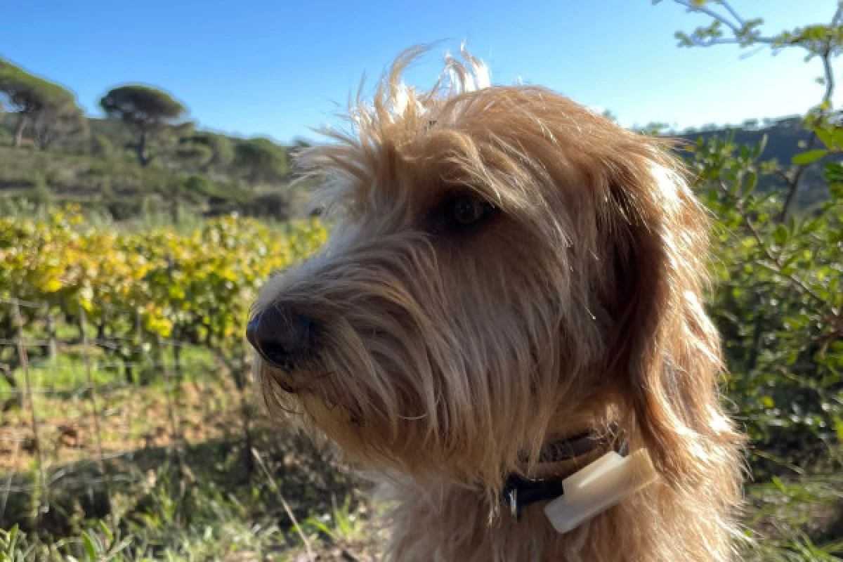 Balade dans les vignes en famille - Bonjour Fun