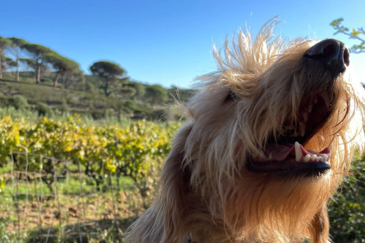 Balade dans les vignes en famille - Bonjour Fun