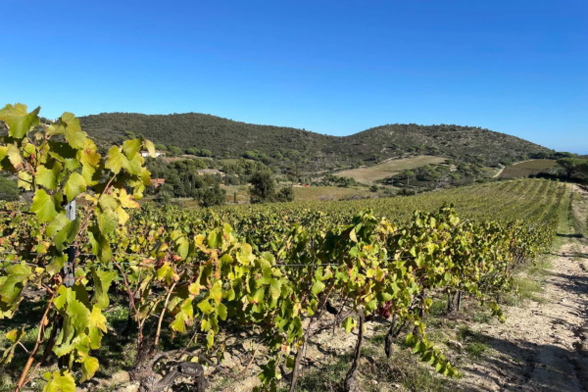 Balade dans les vignes en famille - Bonjour Fun