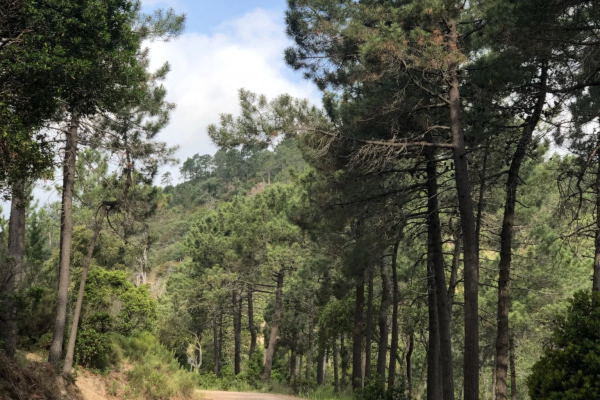 Balade en VTT électrique dans le massif de l'Esterel - Bonjour Fun