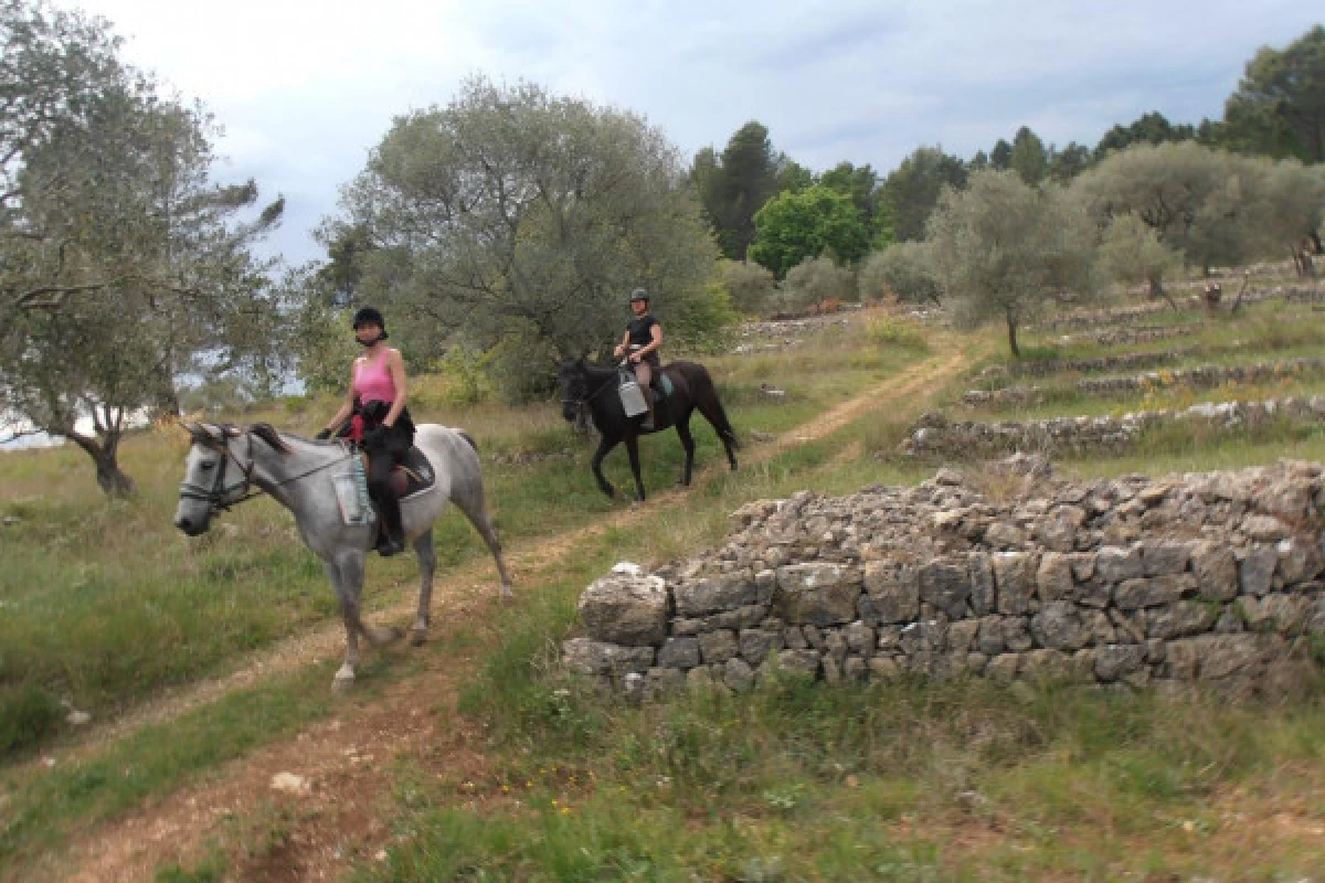 balade équestre Haras villards - Callian - Bonjour Fun