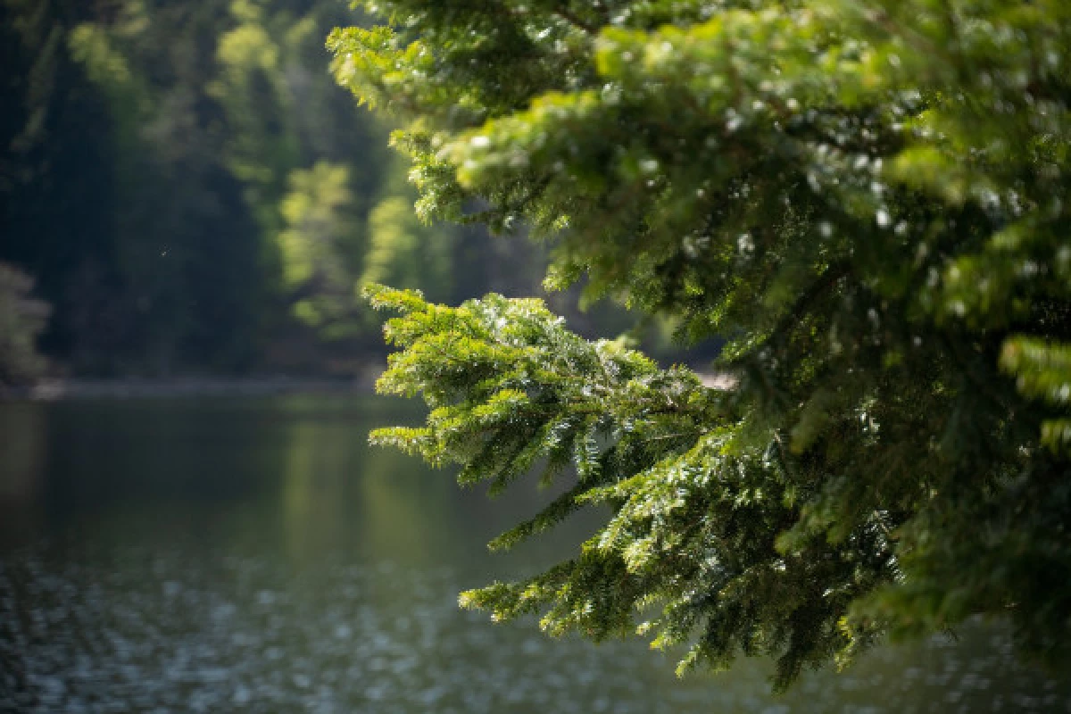 Balade sonore au son du lac d'Altenweiher - Bonjour Fun