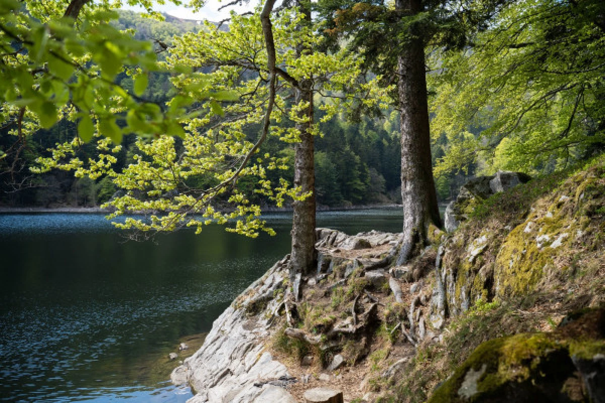 Balade sonore au son du lac d'Altenweiher - Bonjour Fun