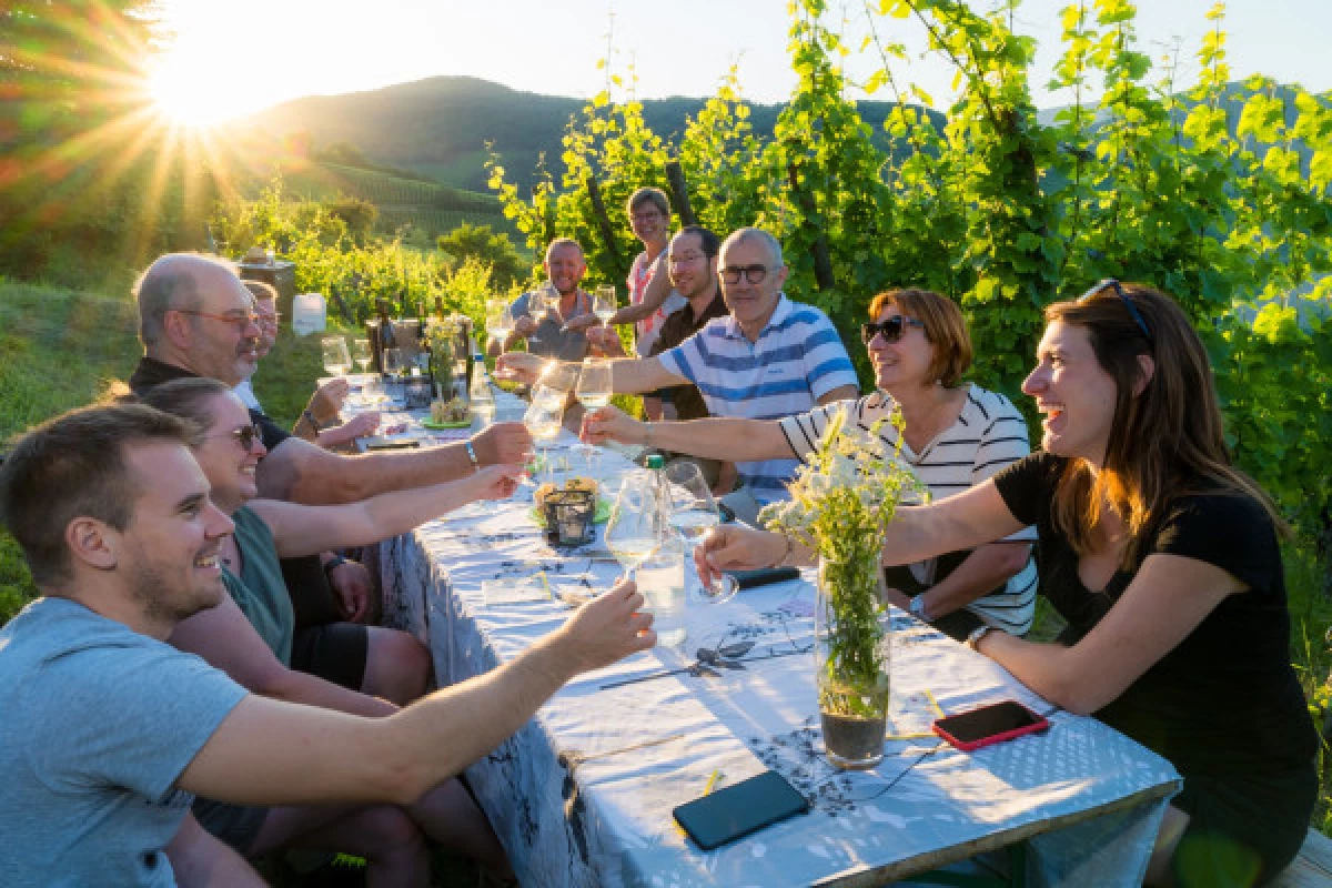 BALADES AU CRÉPUSCULE DANS LES VIGNES - Bonjour Fun