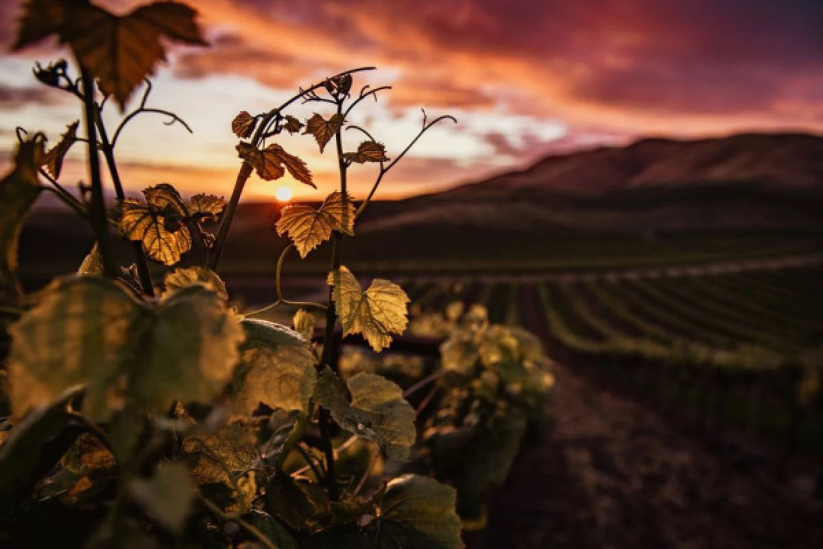 BALADES AU CRÉPUSCULE DANS LES VIGNES - Bonjour Fun