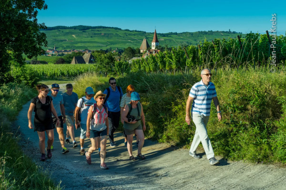 BALADES AU CRÉPUSCULE DANS LES VIGNES - Bonjour Fun