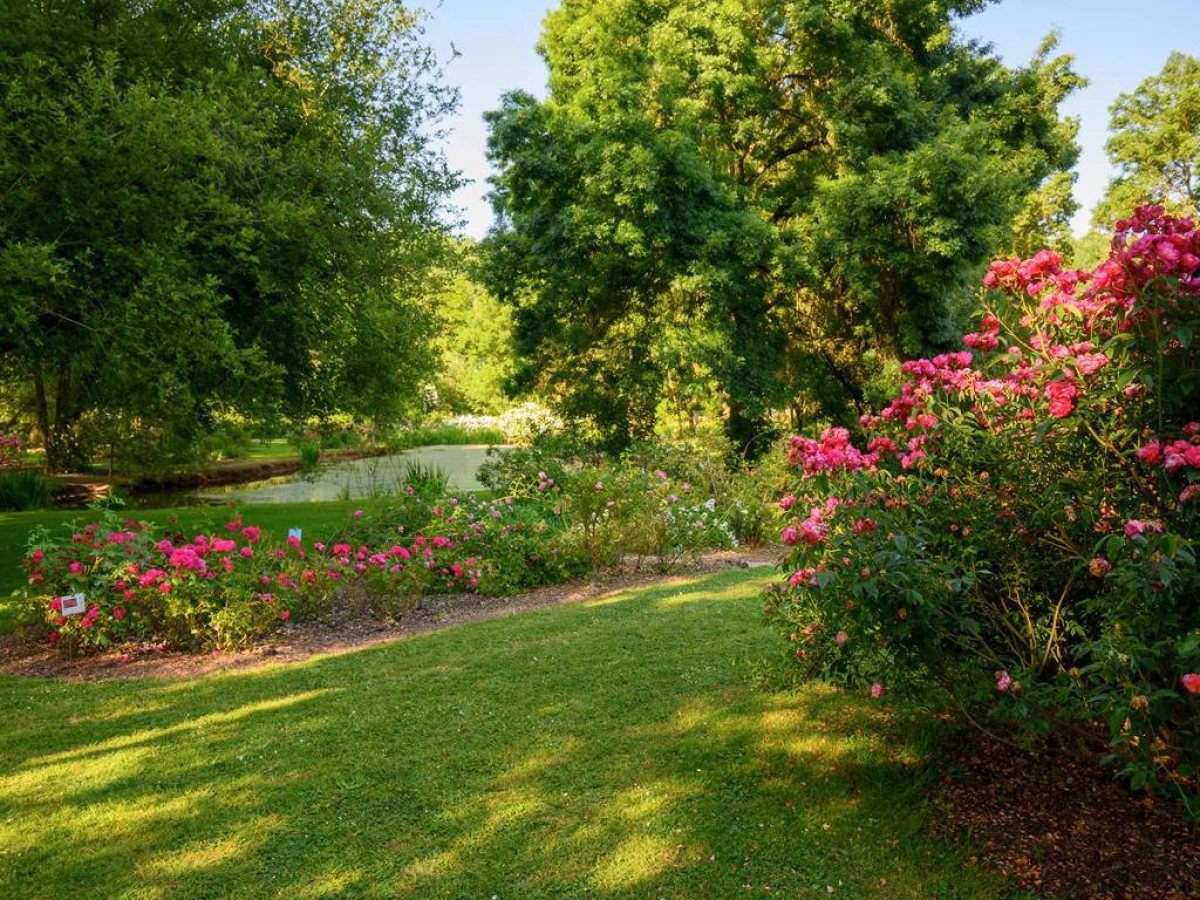 Floraison dans une Roseraie en basse saison - Bonjour Fun