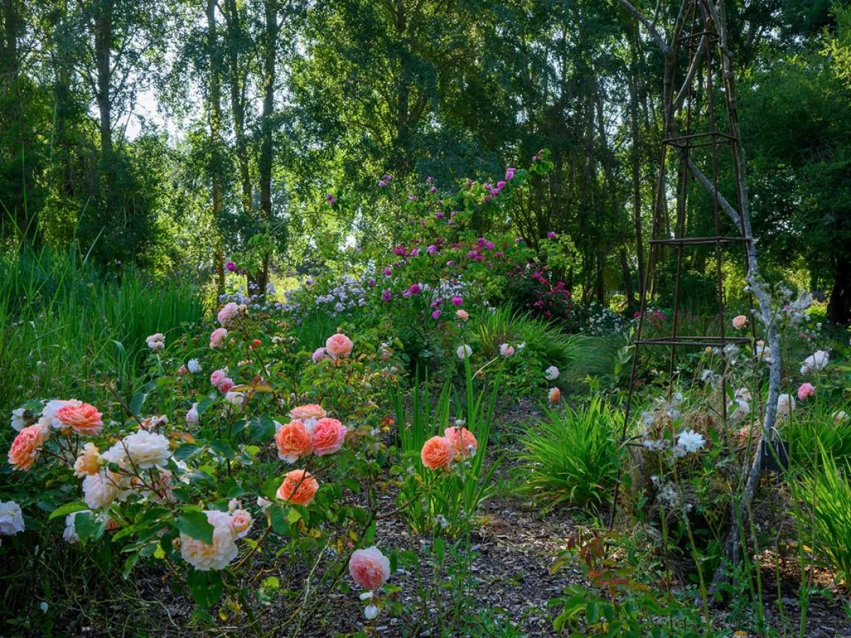 Floraison dans une Roseraie en basse saison - Bonjour Fun