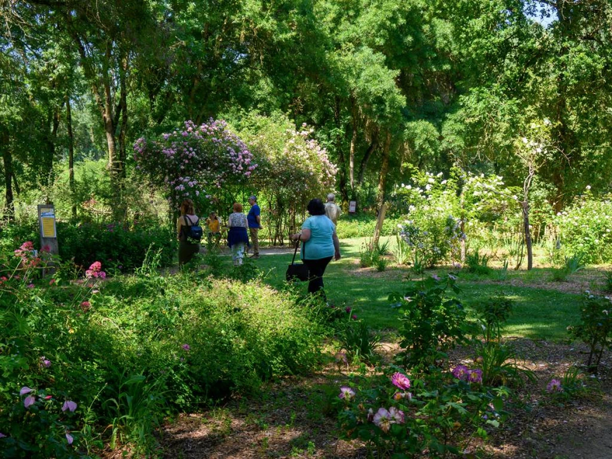 Floraison dans une roseraie en haute saison - Bonjour Fun