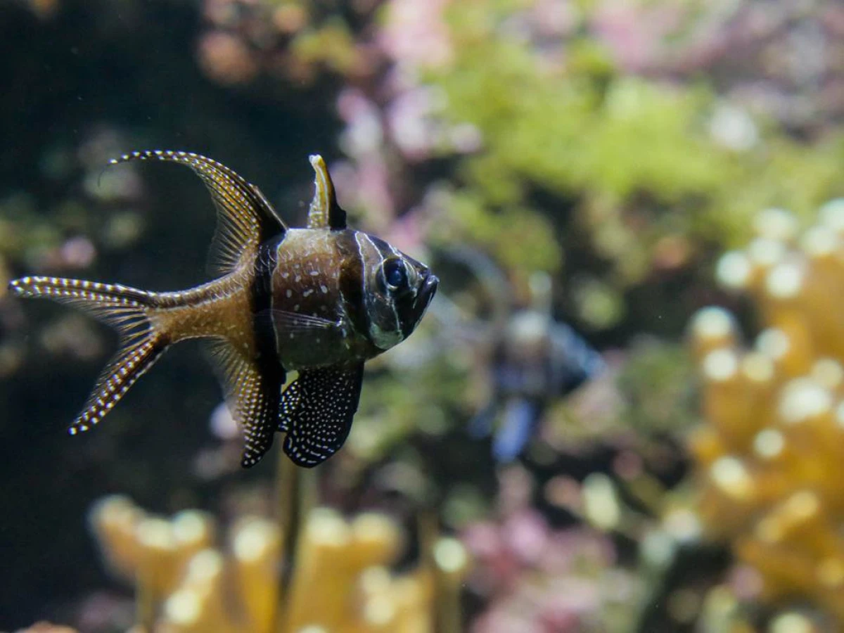 Billet d'entrée Aquarium La Rochelle - Bonjour Fun