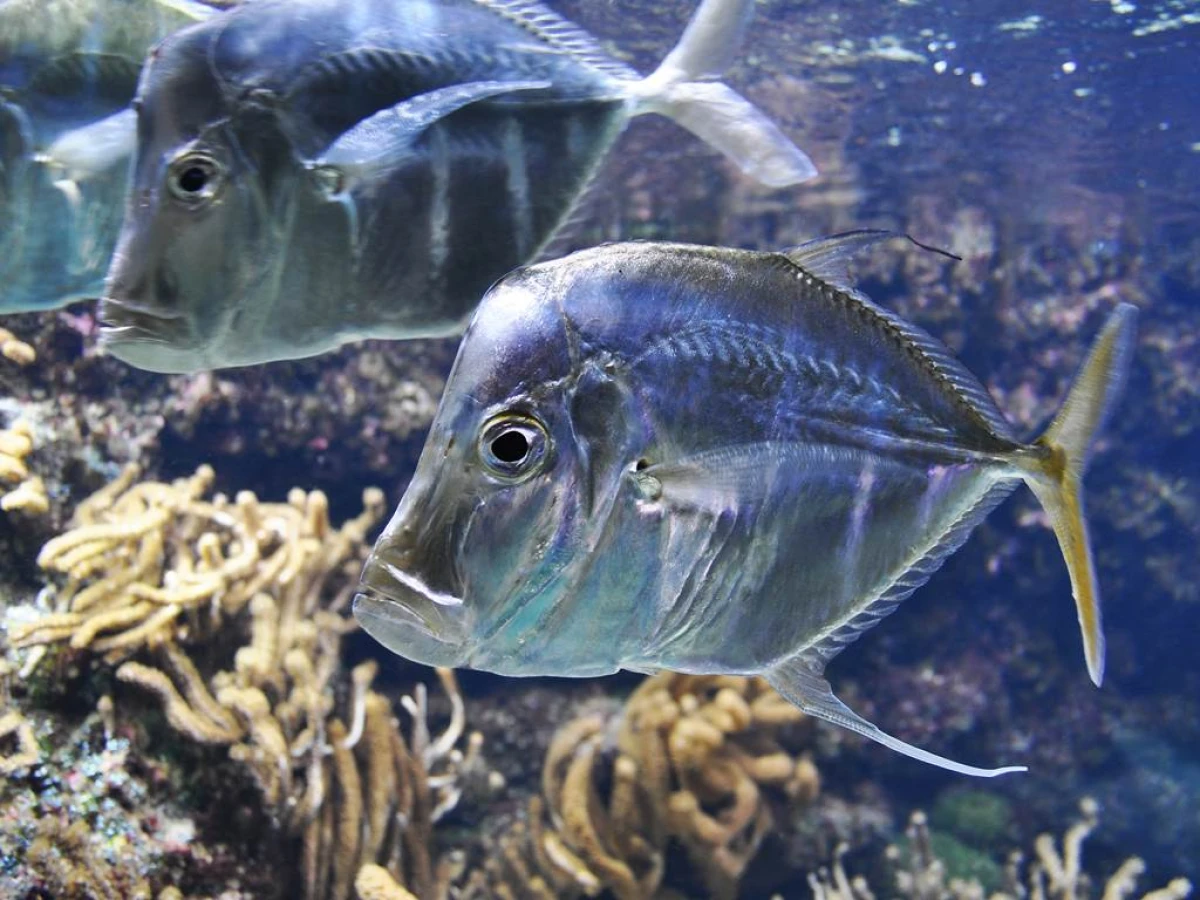 Billet d'entrée Aquarium La Rochelle - Bonjour Fun