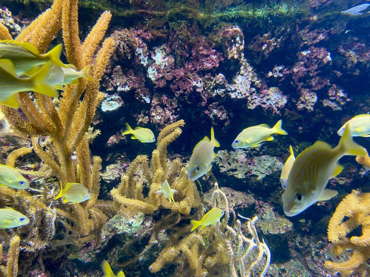 Billet d'entrée Aquarium La Rochelle - Bonjour Fun