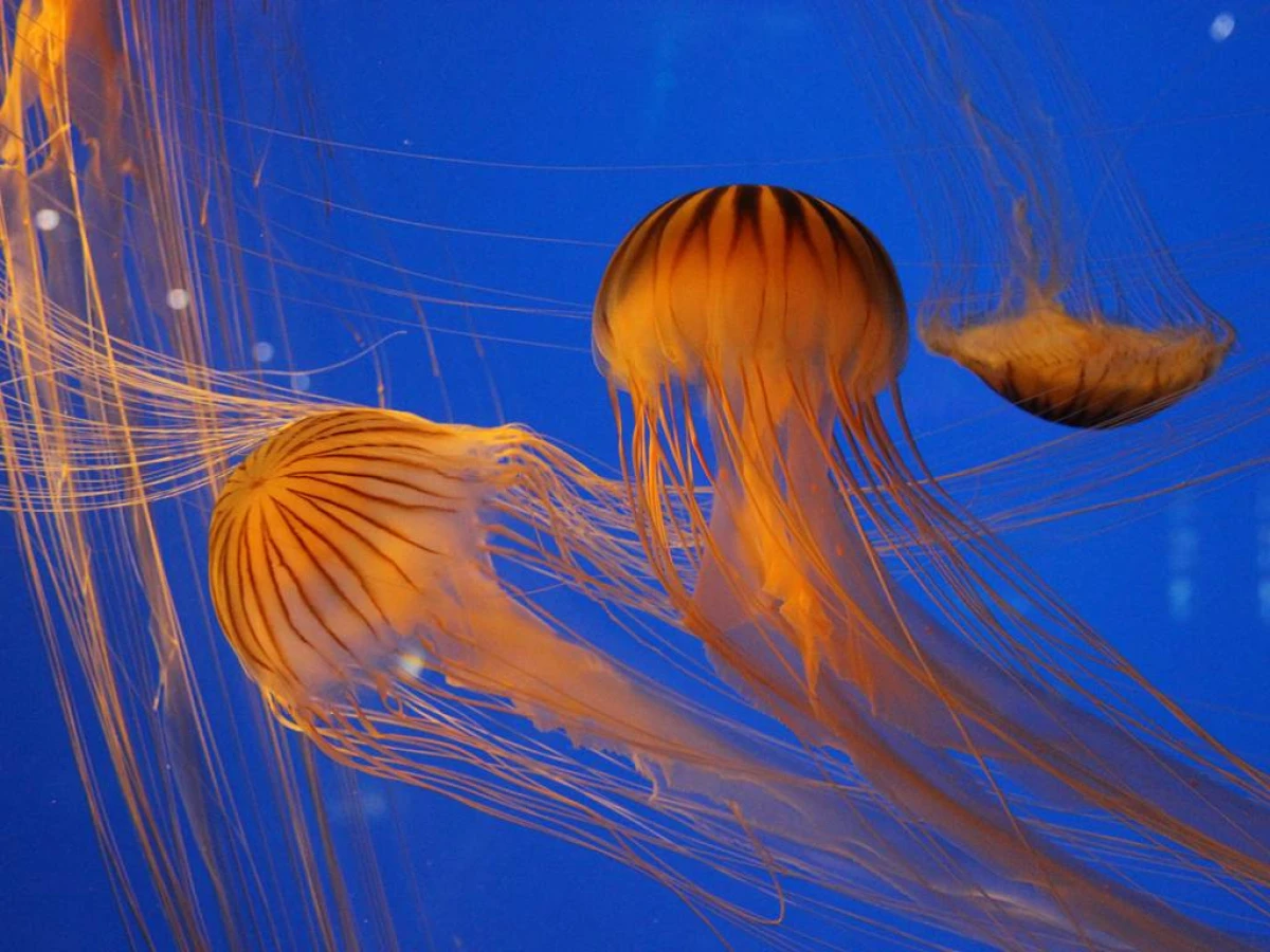 Billet d'entrée Aquarium La Rochelle - Bonjour Fun