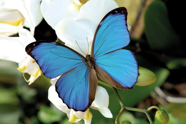 Billet d'entrée coupe-file - Jardins des Papillons - Bonjour Fun
