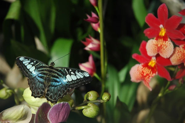 Billet d'entrée coupe-file - Jardins des Papillons - Bonjour Fun