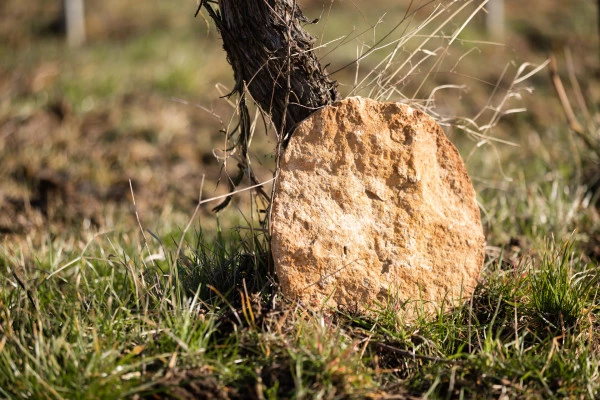 Biodynamie : Un Vigneron vous Explique la Différence! - Bonjour Fun