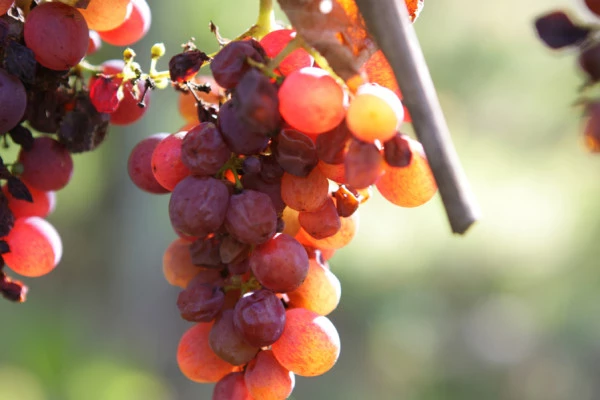 Biodynamie : Un Vigneron vous Explique la Différence! - Bonjour Fun