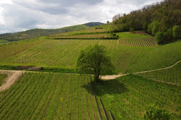 Biodynamie : Un Vigneron vous Explique la Différence! - Bonjour Fun