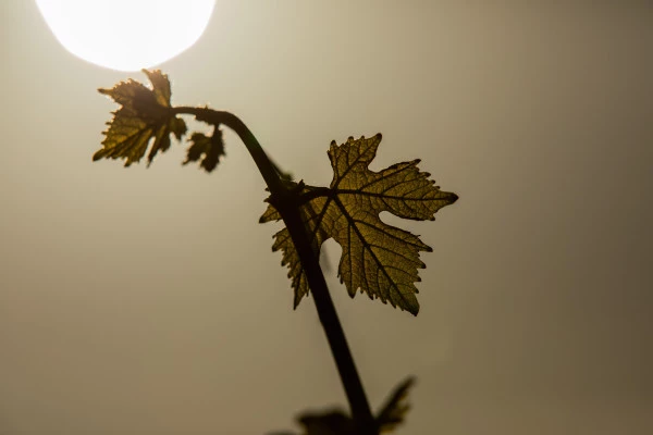 Biodynamie : Un Vigneron vous Explique la Différence! - Bonjour Fun