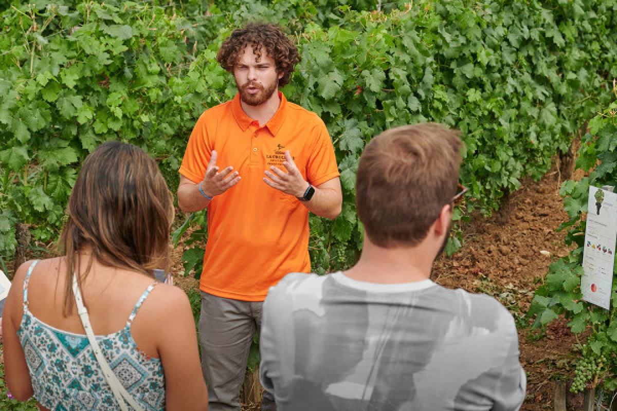 Chateau La Croizille St-Emilion Grand Cru Classé : Nature & Terroir Visit in English - Bonjour Fun