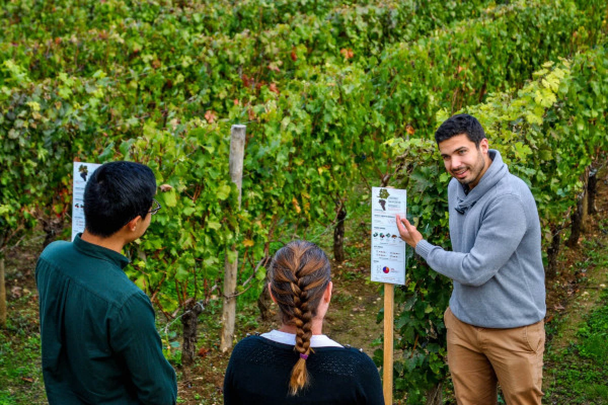 Château La Croizille St-Emilion Grand Cru Classé : Visite & Dégustation en Français - Bonjour Fun