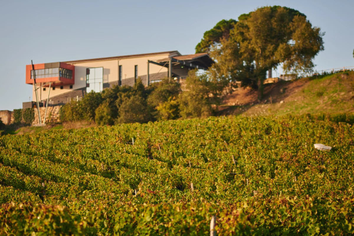 Château La Croizille St-Emilion Grand Cru Classé : Visite Nature & Terroir en Français - Bonjour Fun