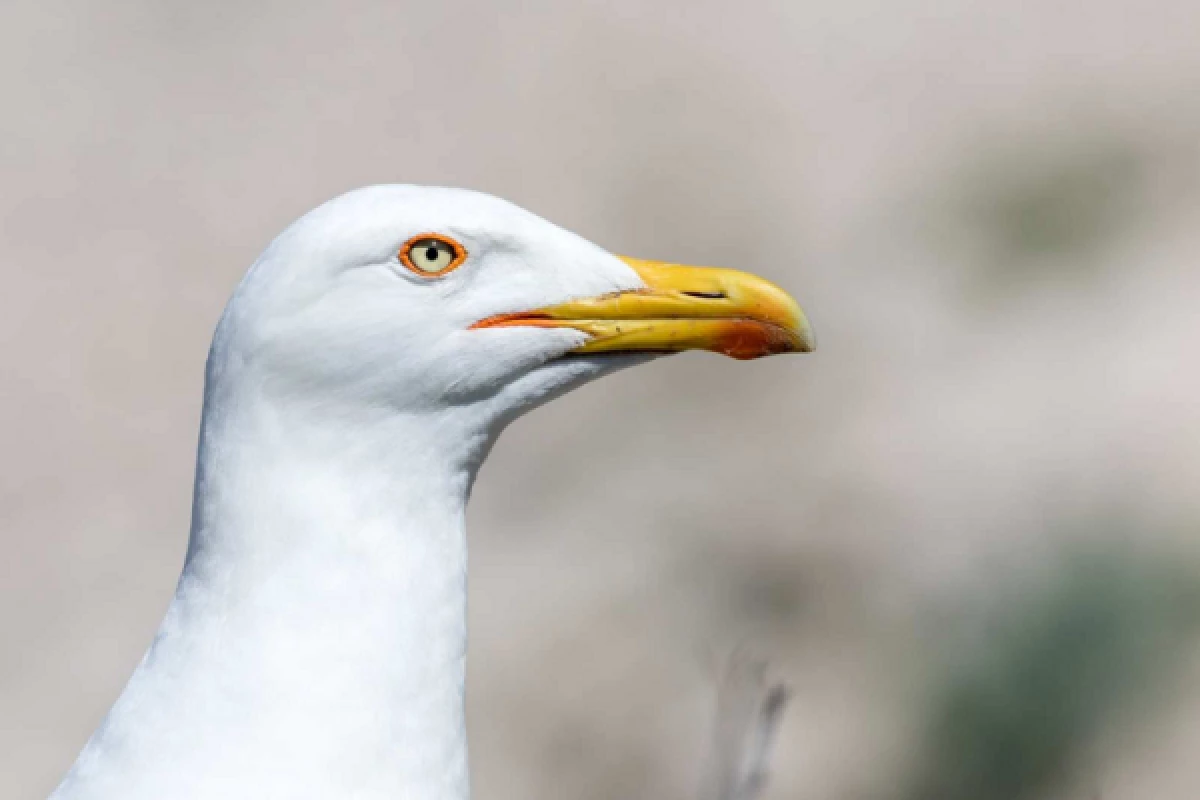 Circuit écologique 2h : la biodiversité des îles de Marseille - Bonjour Fun