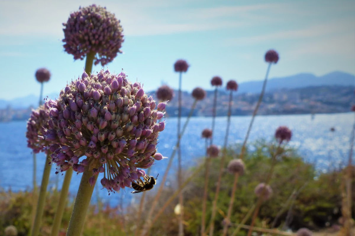 Circuit écologique 2h : la biodiversité des îles de Marseille - Bonjour Fun