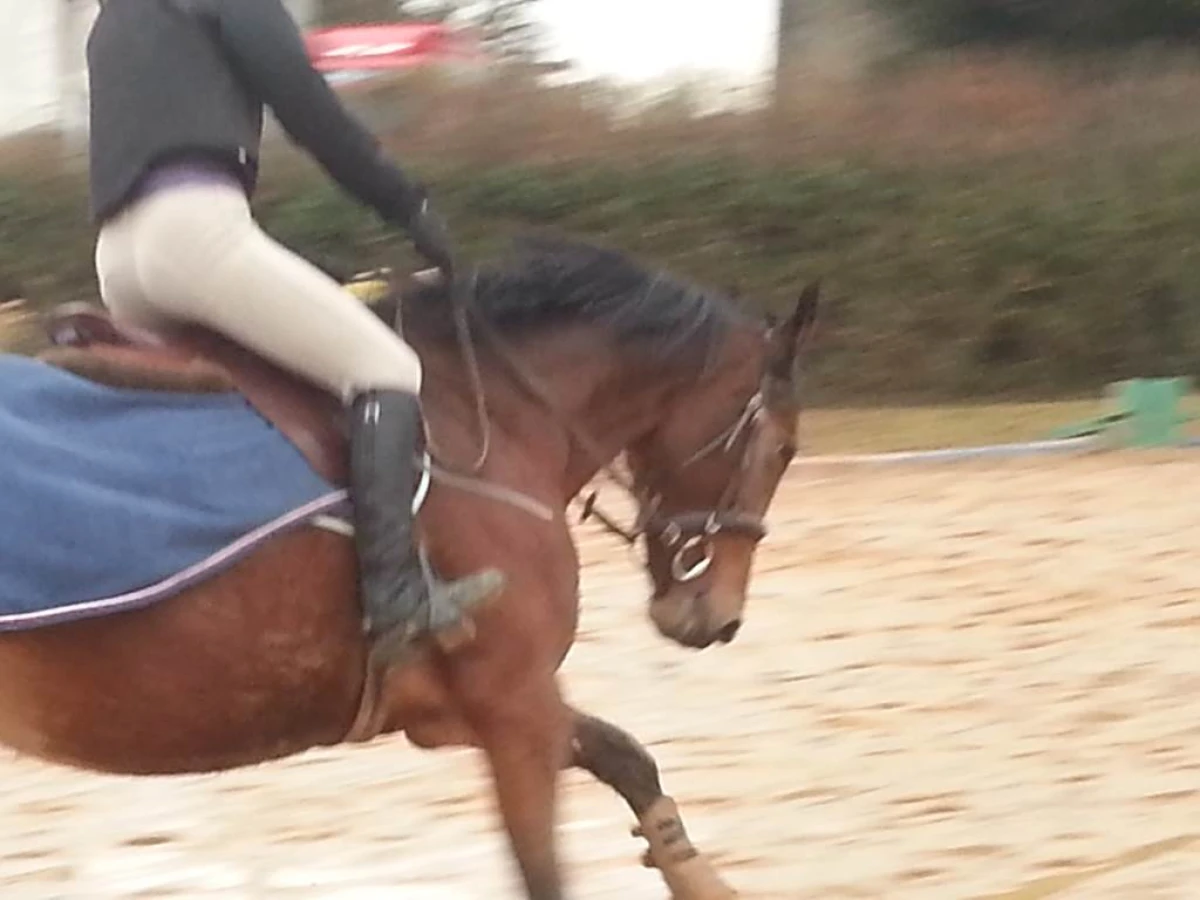 Contrat Membres club SCHOOL PONEY - Bonjour Fun