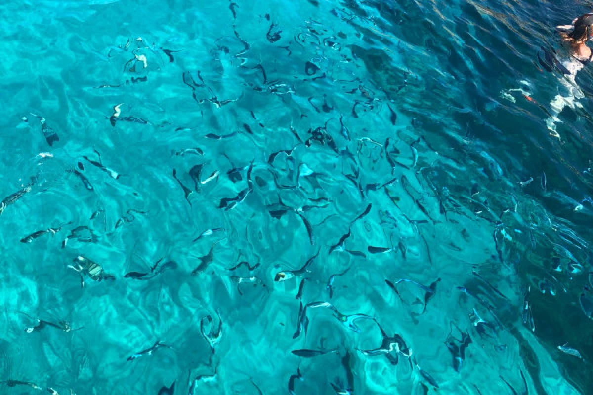 Croisière baignade Parc National des Calanques en demi-journée - Vieux Port CNTL - Bonjour Fun