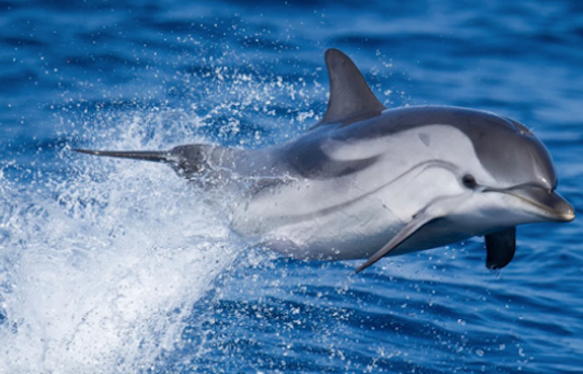 A la rencontre des dauphins - Bonjour Fun