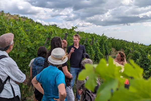 De la vigne au verre [vignoble | cave | dégustation] - Bonjour Fun