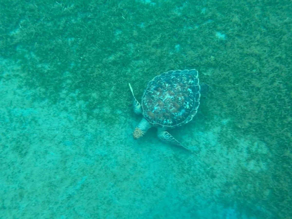 Découverte Sous-Marine : Snorkeling près des Îlets Pigeon - Bonjour Fun