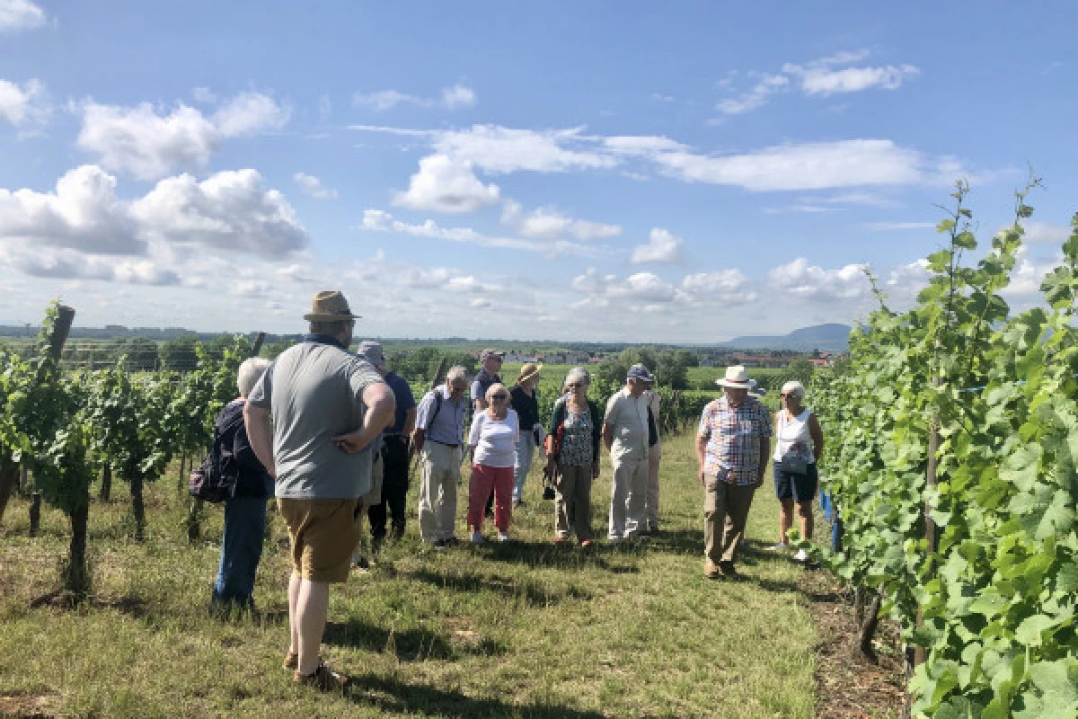 Découverte vigneronne : l'âme d'un domaine - Bonjour Fun