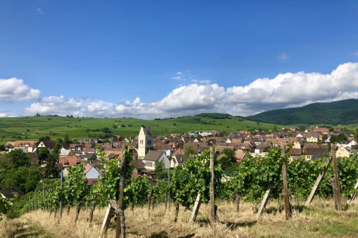 Découverte vigneronne : l'âme d'un domaine - Bonjour Fun