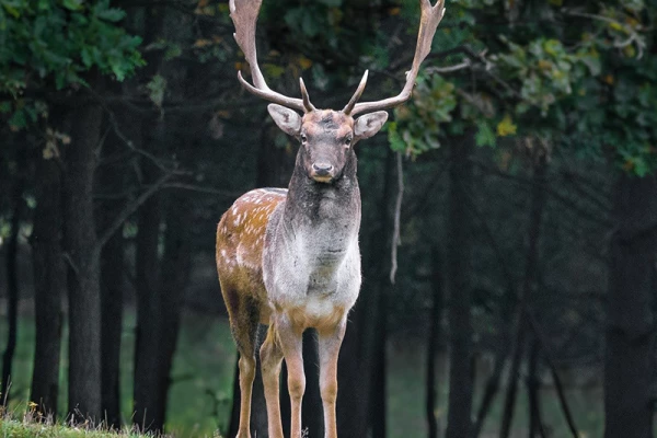 Découvrez le Brame du seigneur de nos Montagne, le Cerf Elaphe ! - Bonjour Fun